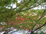 SAM_7179.JPG